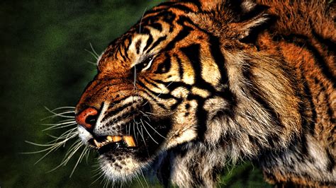 angry tiger wallpaper for pc.